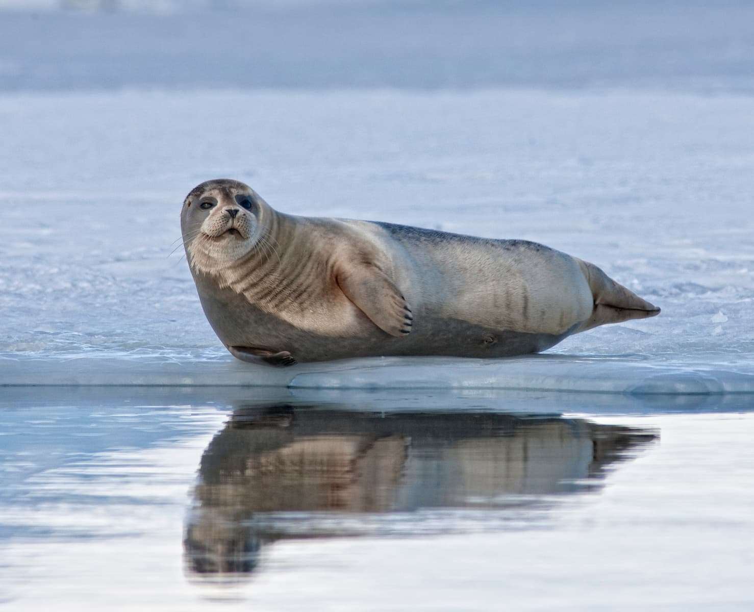 La nature sauvage et animaux en Islande