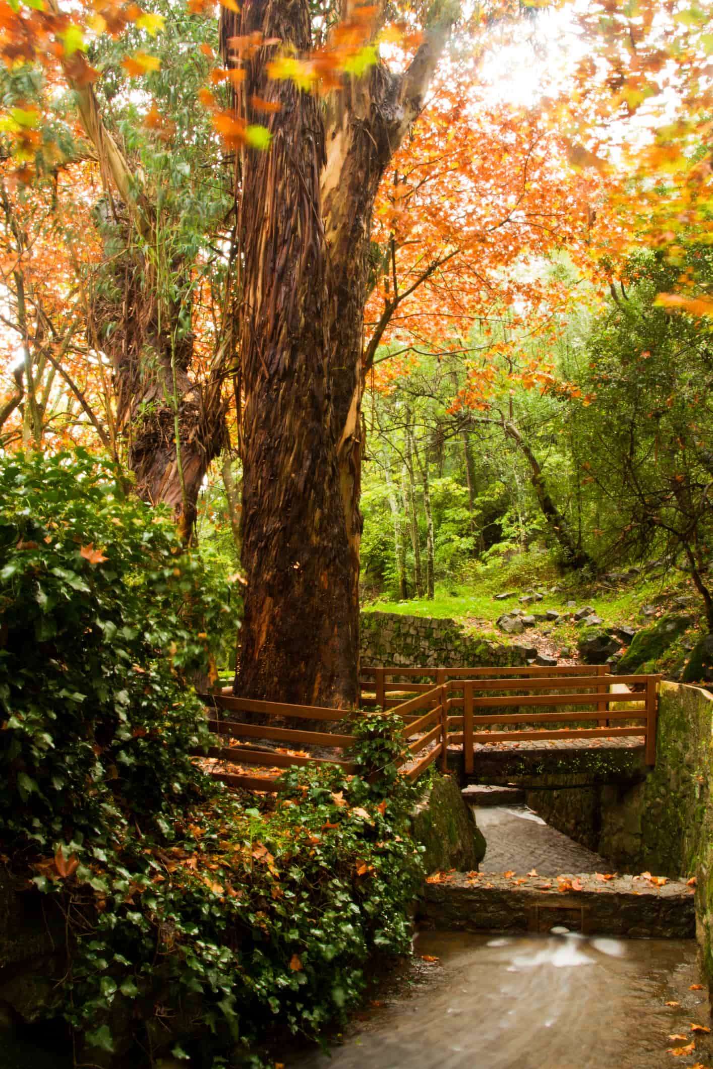 Caldas de Monchique à Faro