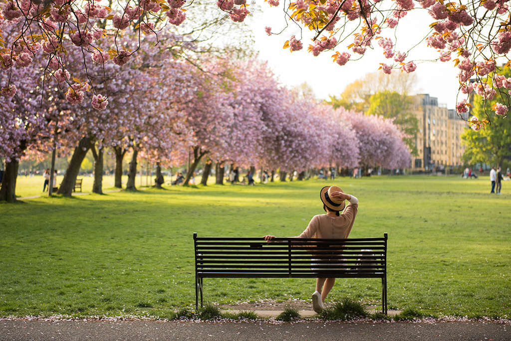 The Meadows