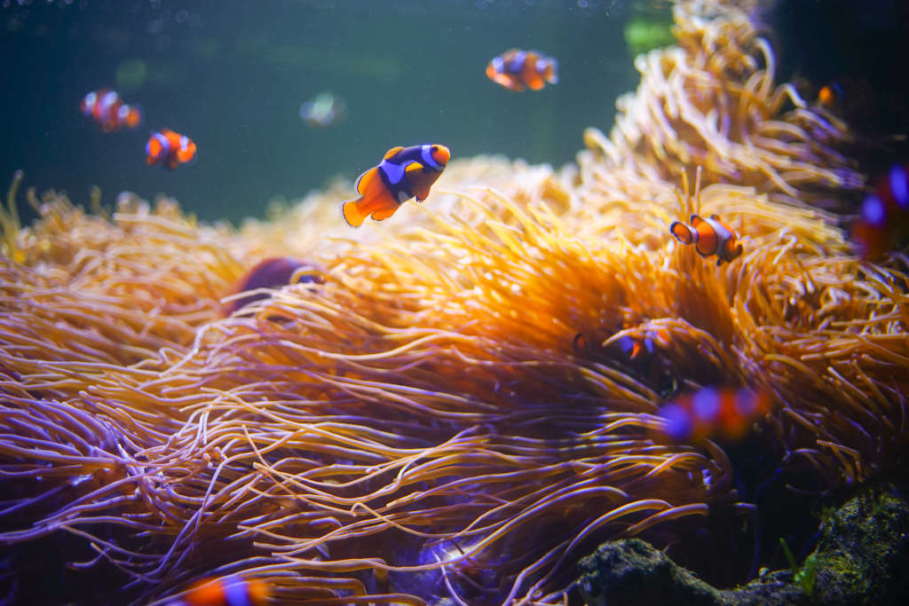 aquarium