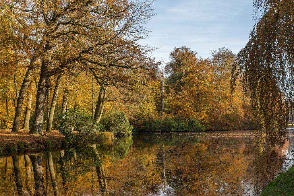 Les forets dorees