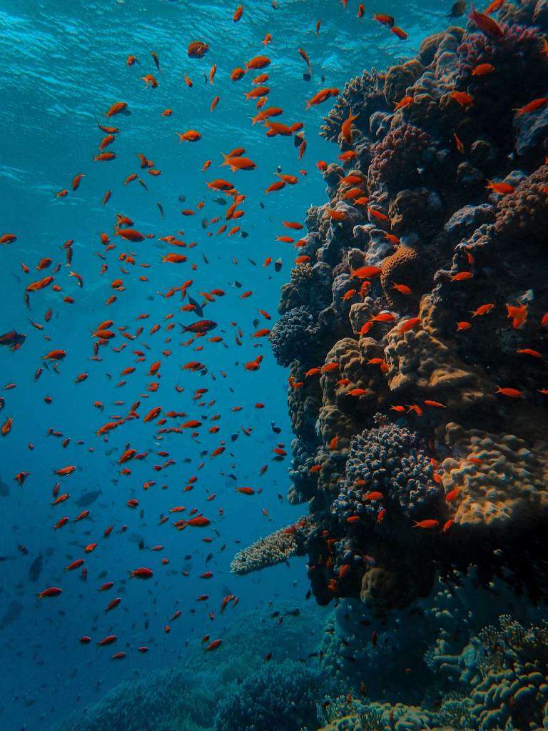 Plongee sous-marine