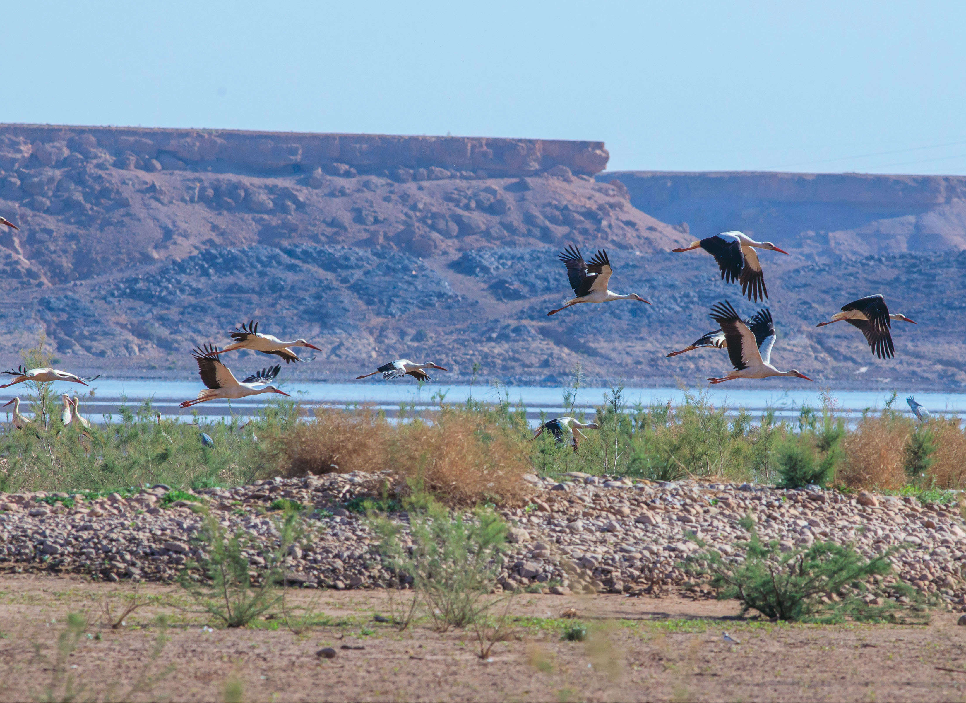 Explorez la nature sauvage de la valle du Draa Ouarzazate