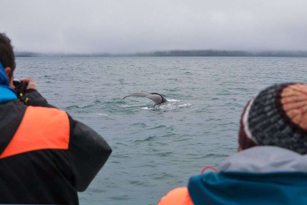 Faire une croisiere pour observer les baleines