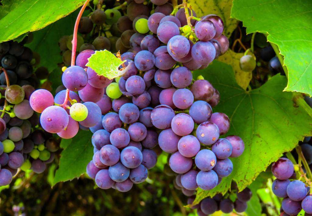Des vendanges au cur des traditions viennoises